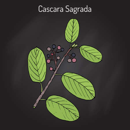 Cascara sagrada in english